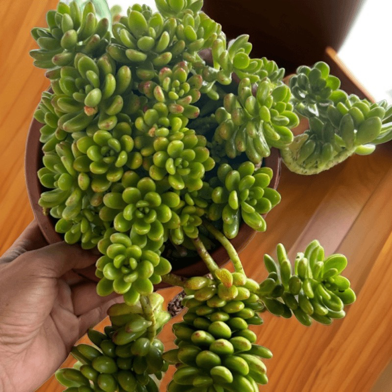 眼镜多肉（香格里拉）整装老桩飘枝盆栽盆景多肉