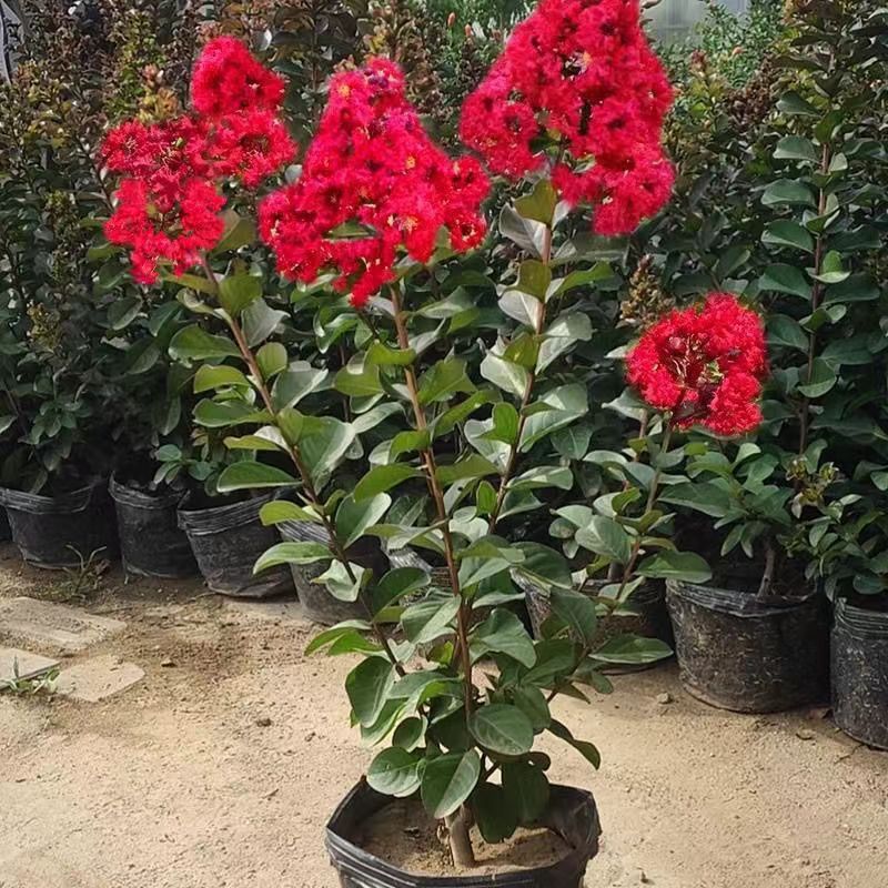 高档紫薇树苗红火箭天鹅绒红花紫薇大型庭院四季盆栽绿化盆苗杯苗