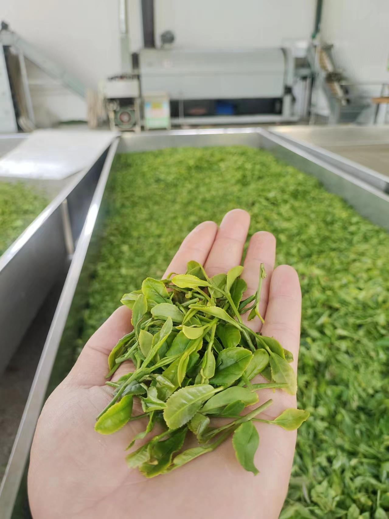 【头采春茶】2024日照绿茶精选细料/露天春茶/豌豆香/花香