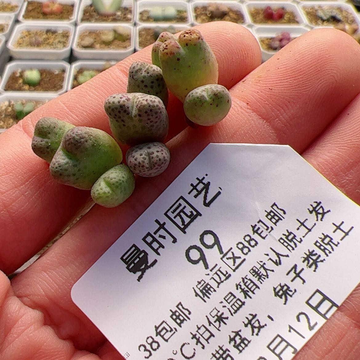 【闪购商品】12.12一个斑马多肉99