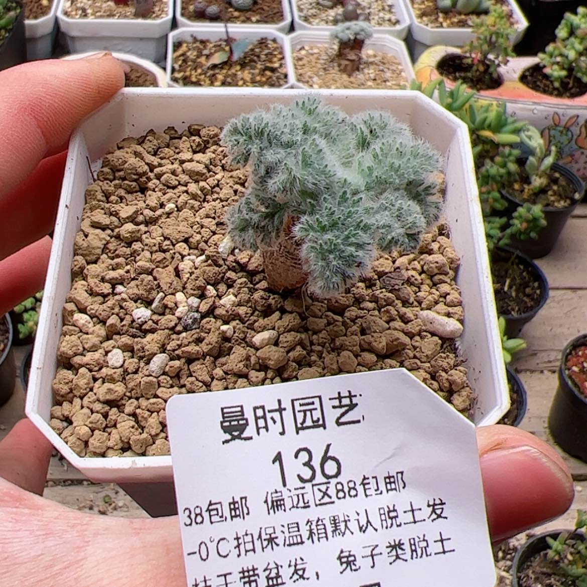 【闪购商品】12.28羽叶洋葵多肉136