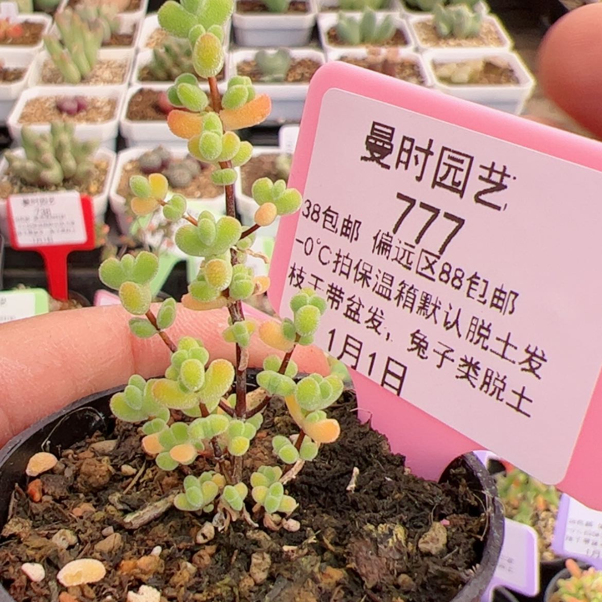 【闪购商品】1.1莱斯多肉777