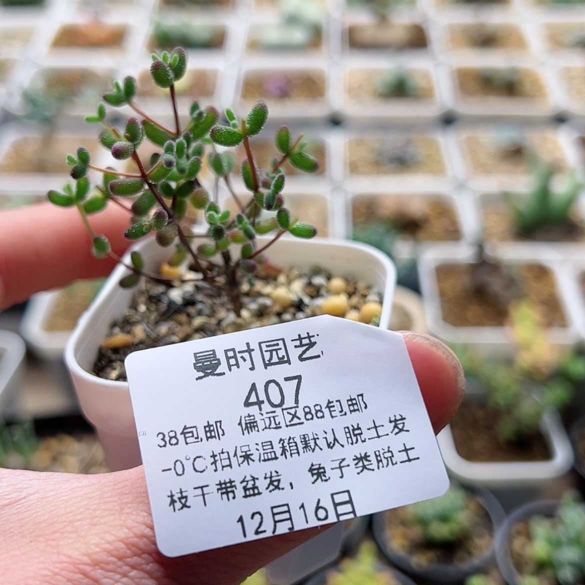 【闪购商品】清*12.16糖球多肉407