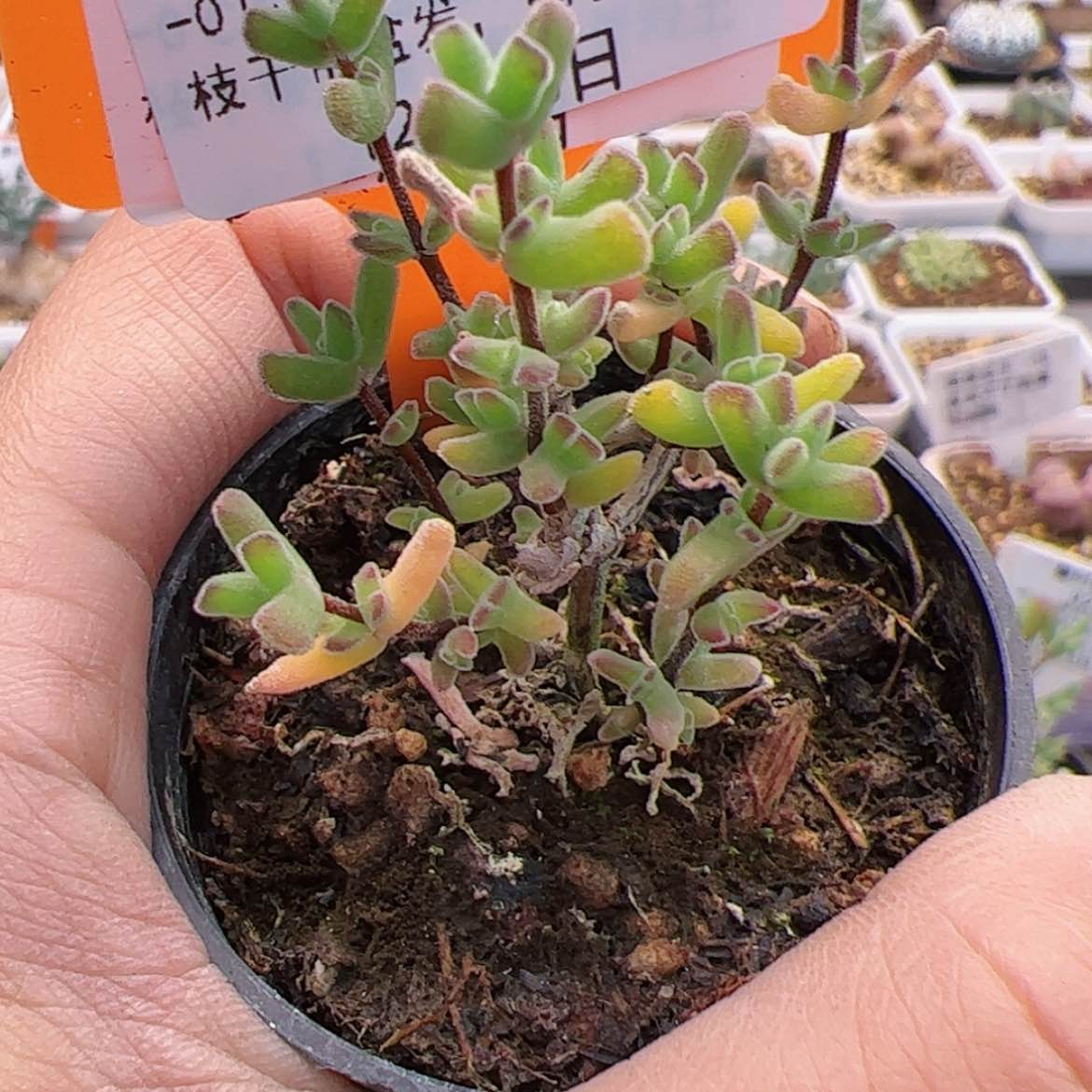 【闪购商品】?****358号虾钳久等福利12.16