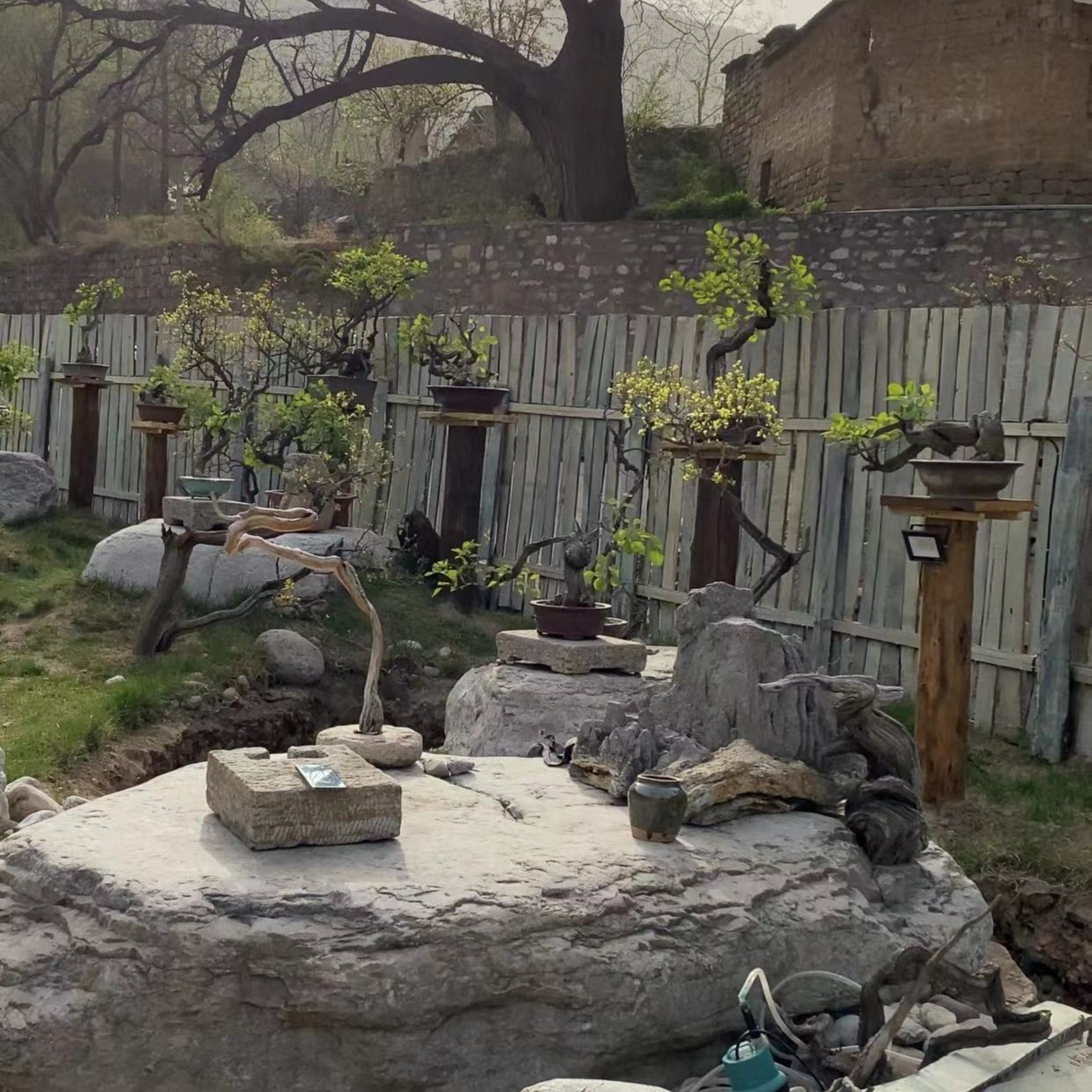 香山红叶黄栌老桩盆景绿植高端盆景盆栽（直播间拍品链接）