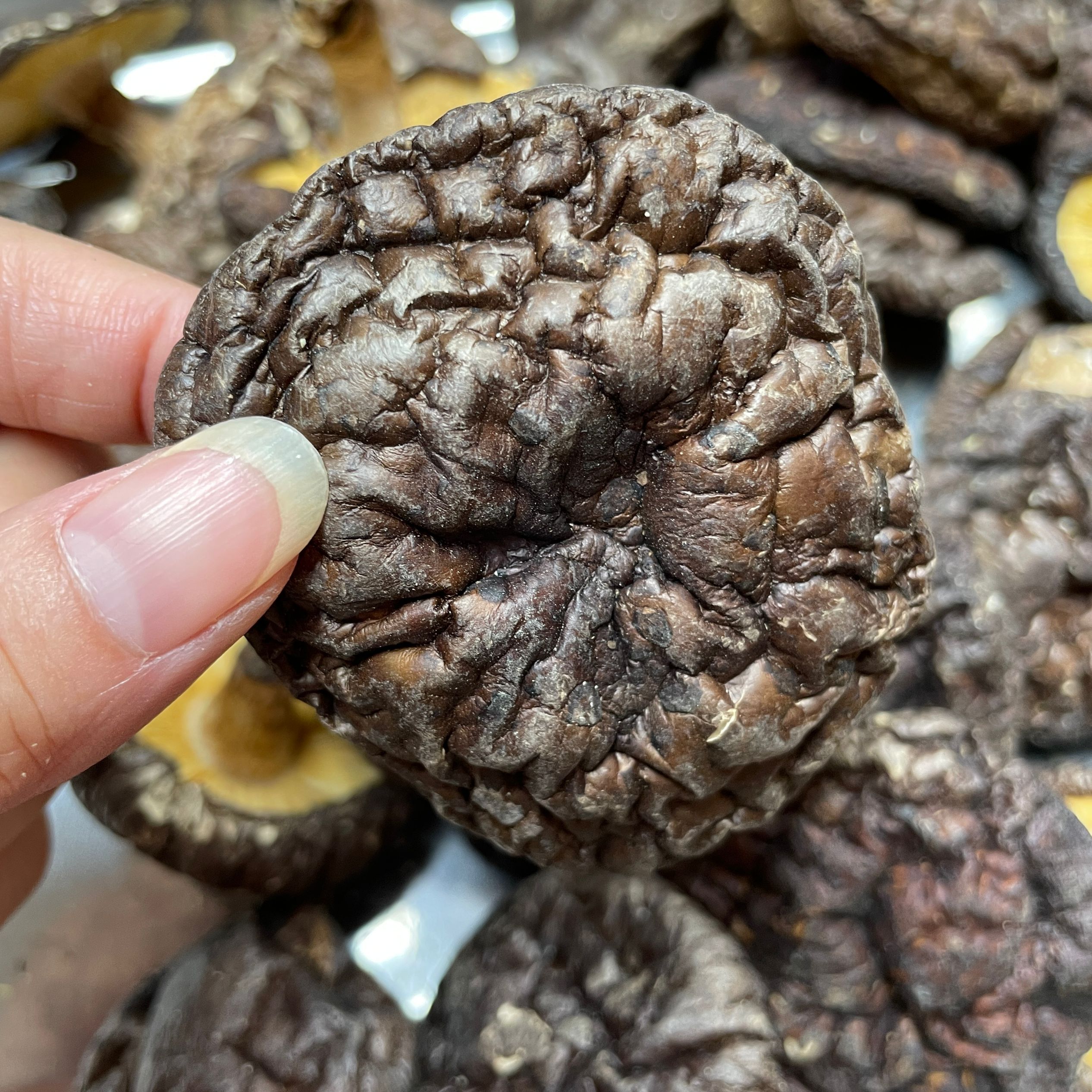 福建特产深山本地香菇干货木头香菇冬日火锅