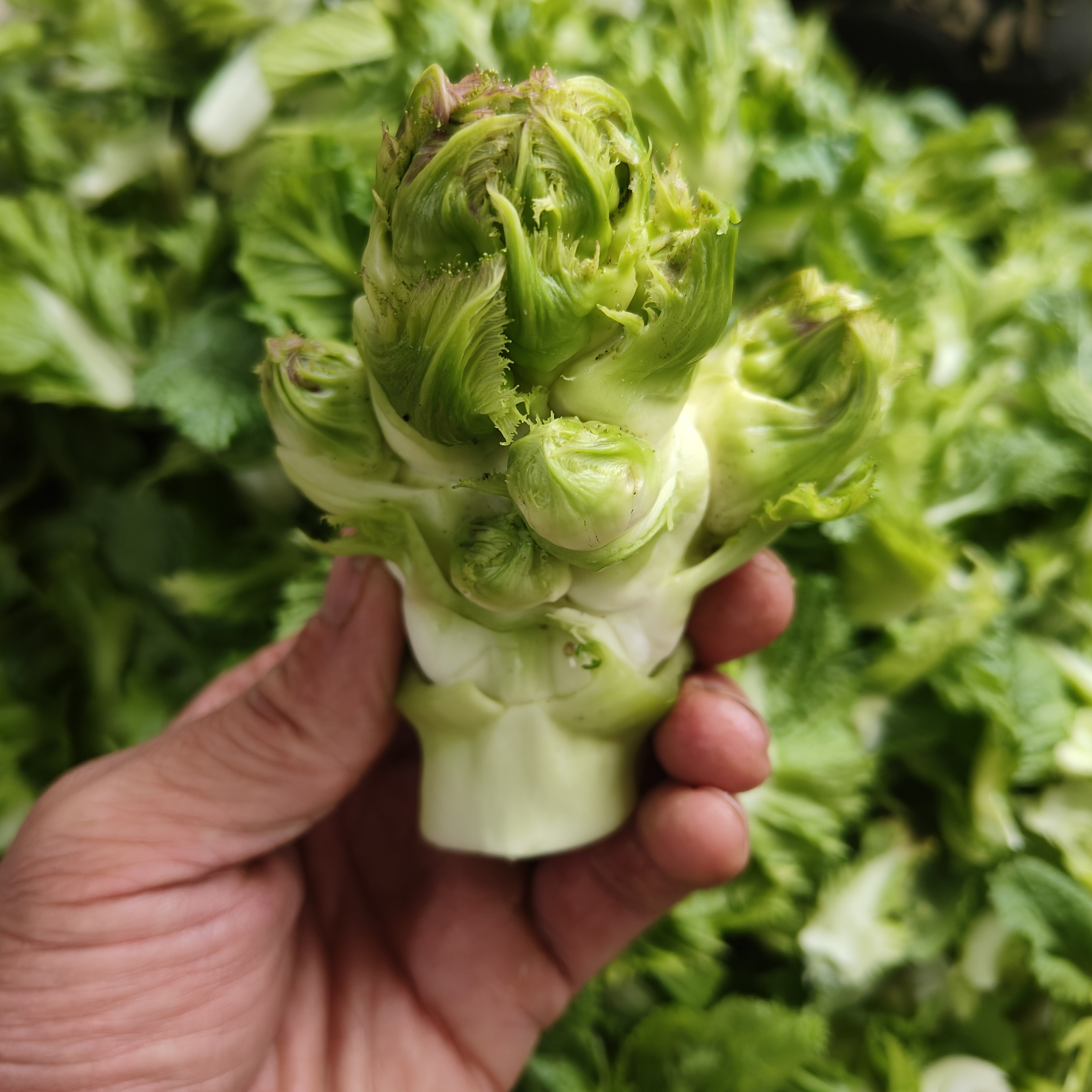 四川新鲜儿菜农家自种口感脆嫩无茎现摘现发