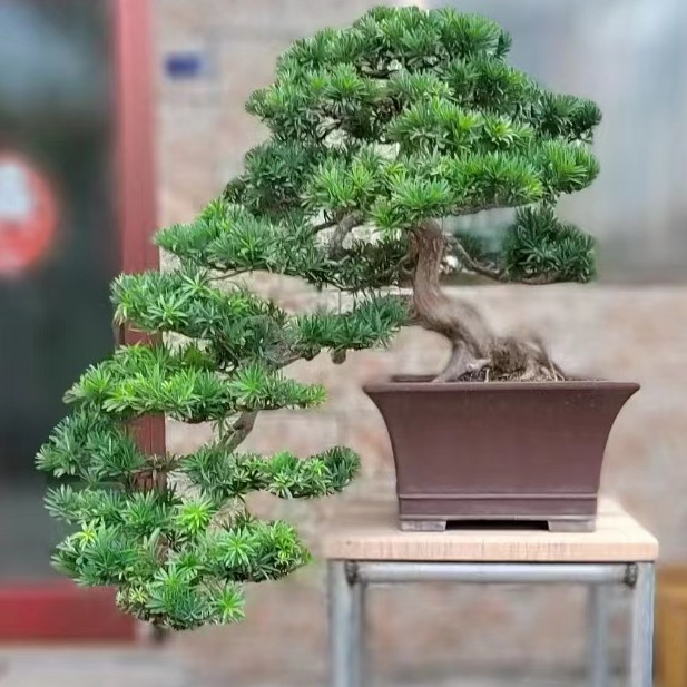 造型盆景 对节白蜡 黄杨 松树 榆树  盆景 景观树