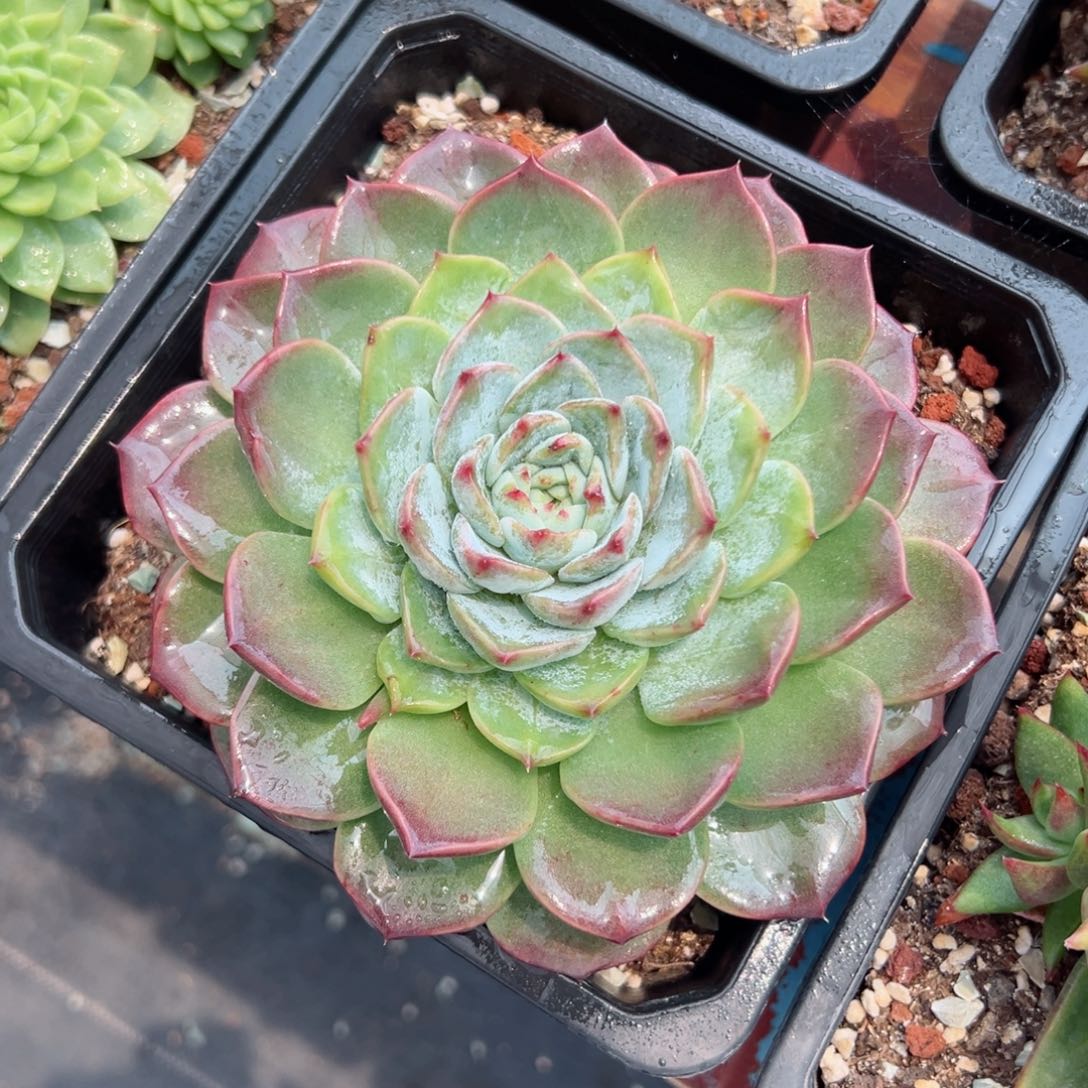 多肉植物一物一拍02