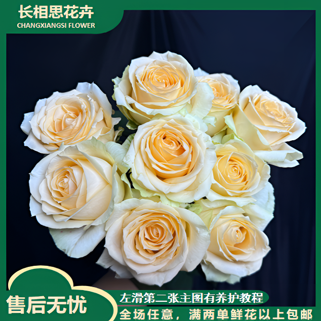 【双11好物】香槟单头玫瑰 全场任意满两单及以上鲜花包邮发货