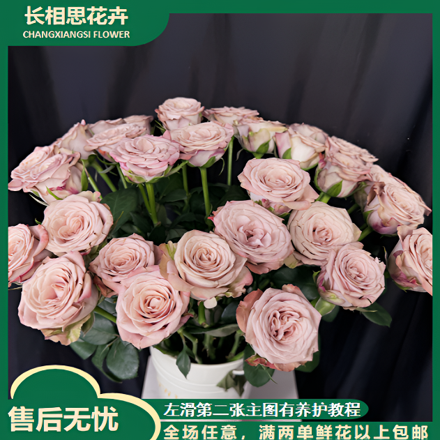 卡布玫瑰 小花头品种 任意2单以上发货包邮 鲜花