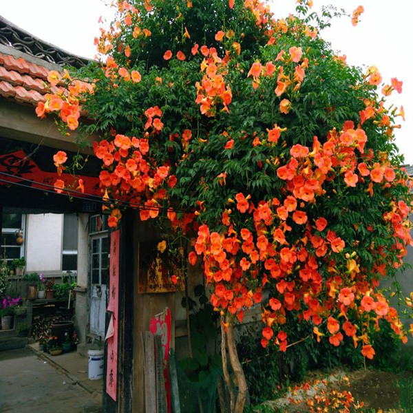 美国凌霄花苗庭院爬藤植物俄罗斯老桩大盆栽四季凌霄开花绿化攀爬