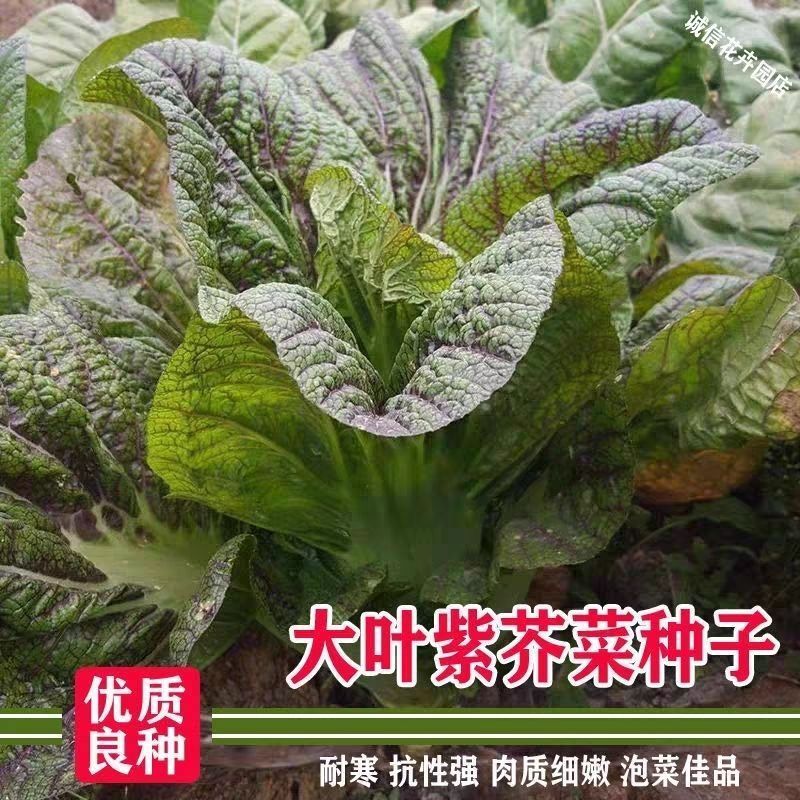 紫红青菜种子紫色芥菜宽帮大叶红筋青菜种子四川泡菜种子蔬菜种子