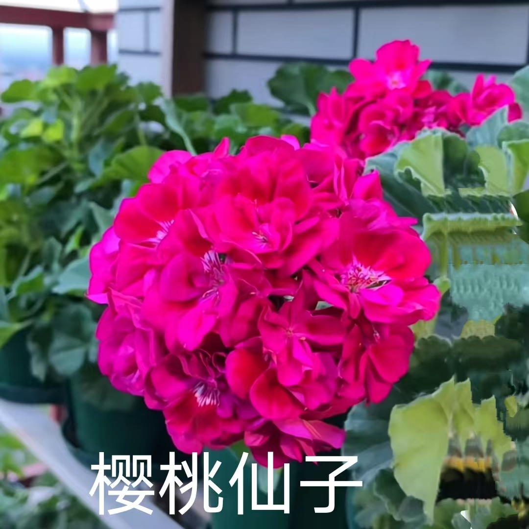 【樱桃仙子】直立重瓣天竺葵