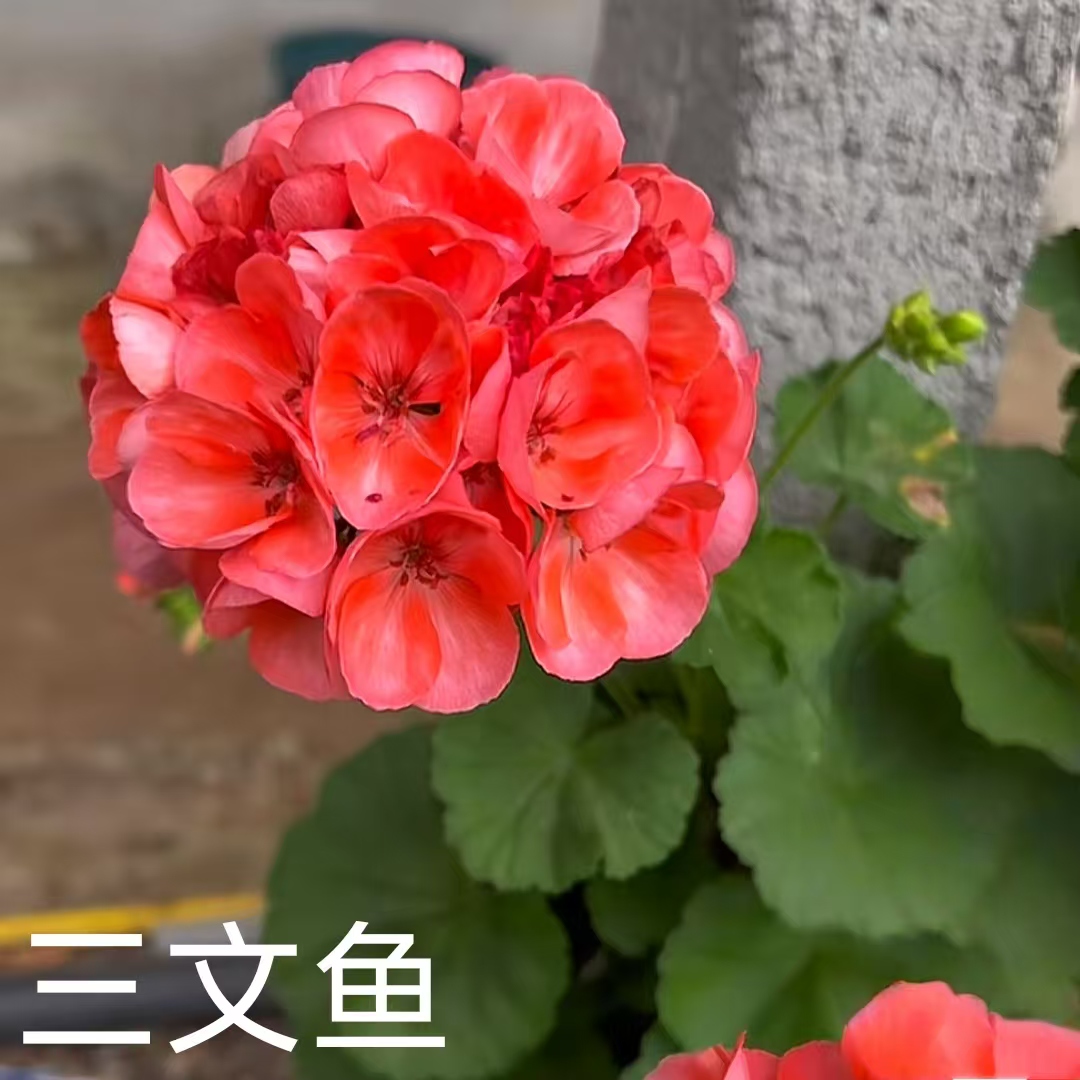 【三文鱼】直立天竺葵