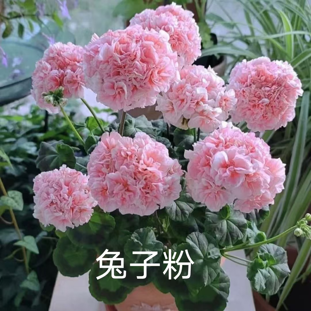 【兔子粉苗小】直立重瓣天竺葵