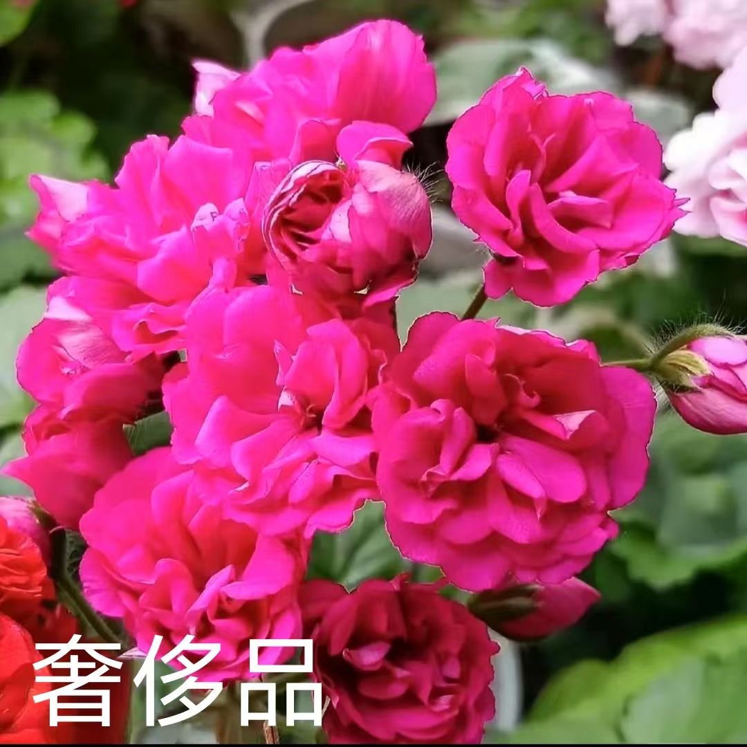【奢侈品】半兽重瓣天竺葵