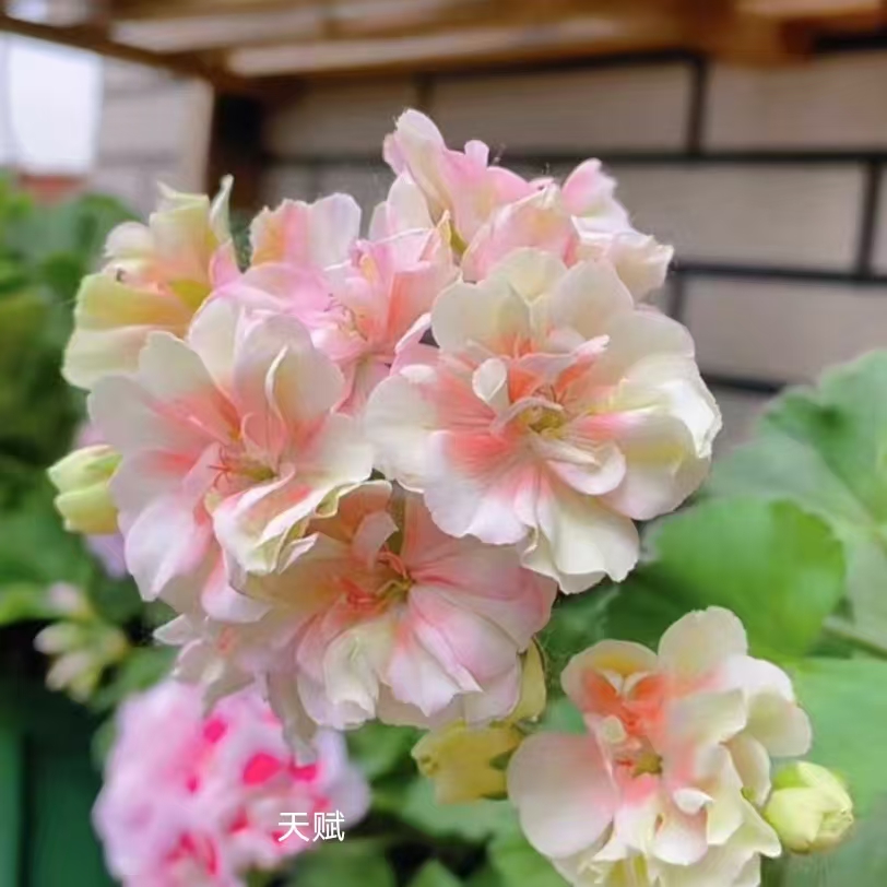 【天赋小苗】直立重瓣天竺葵