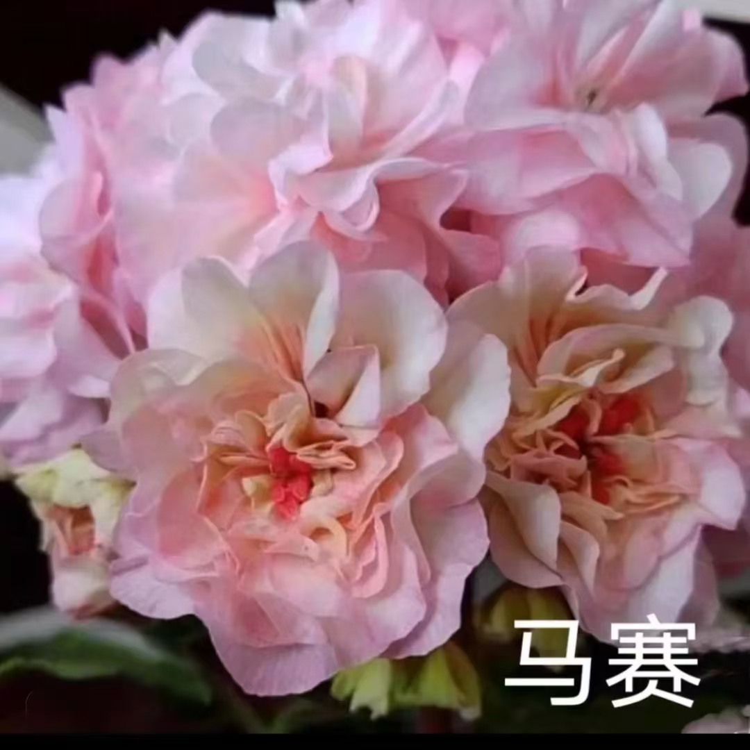 【马赛】半兽系重瓣天竺葵低于零下拍保温不拍不冻伤负责