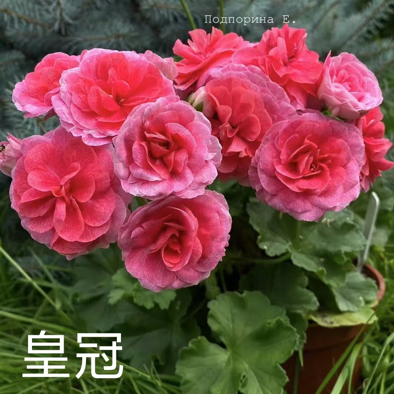 【皇冠】半兽系重瓣天竺葵