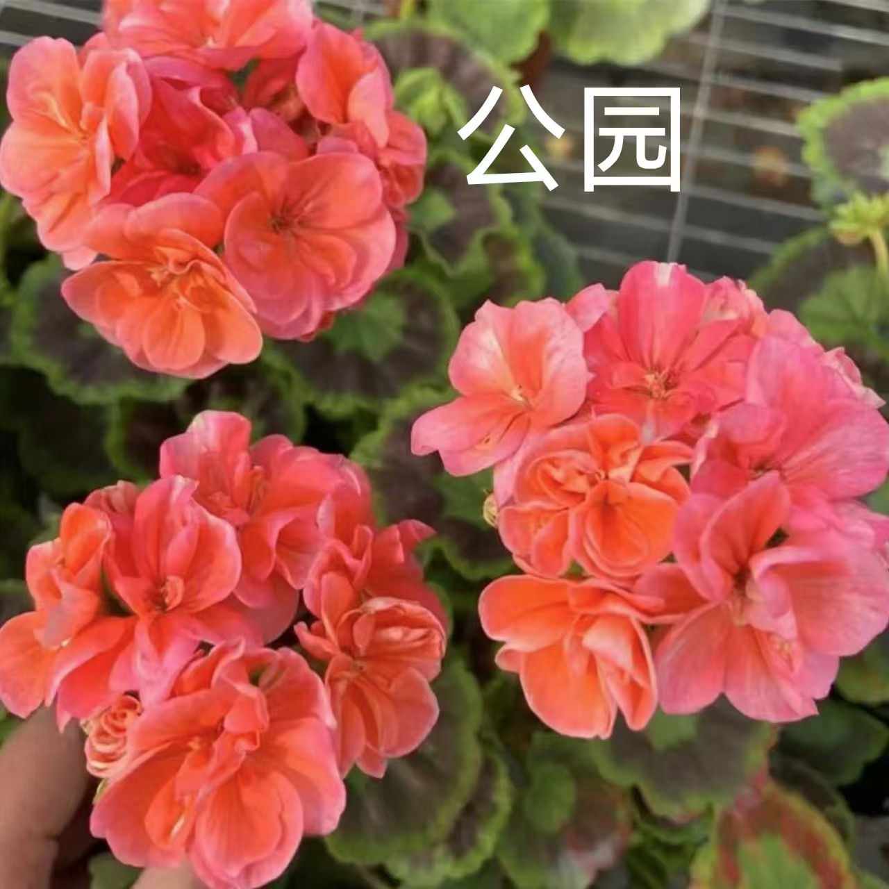 【公园】直立重瓣天竺葵低于零下拍保温不拍不冻伤负责