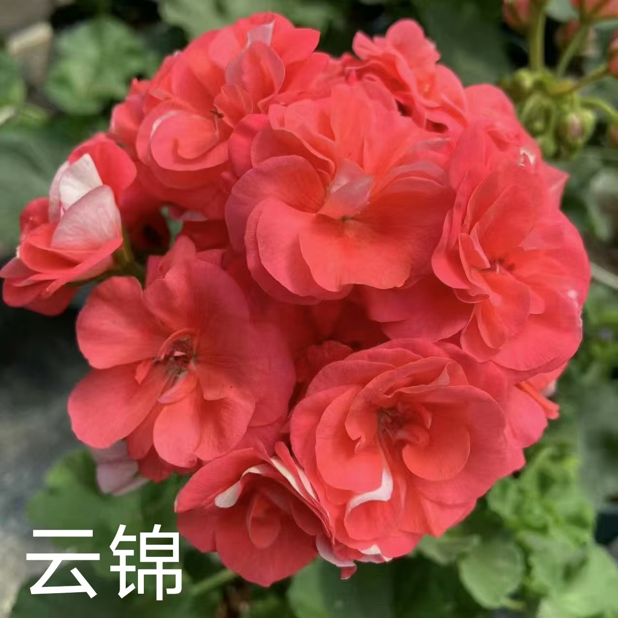 【云锦】直立重瓣天竺葵低于零下拍保温不拍不冻伤负责