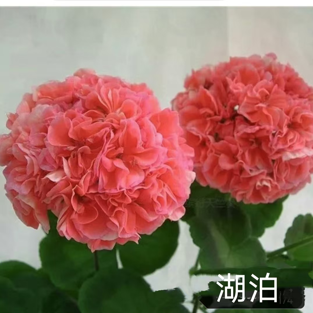 【湖泊小苗】直立重瓣天竺葵