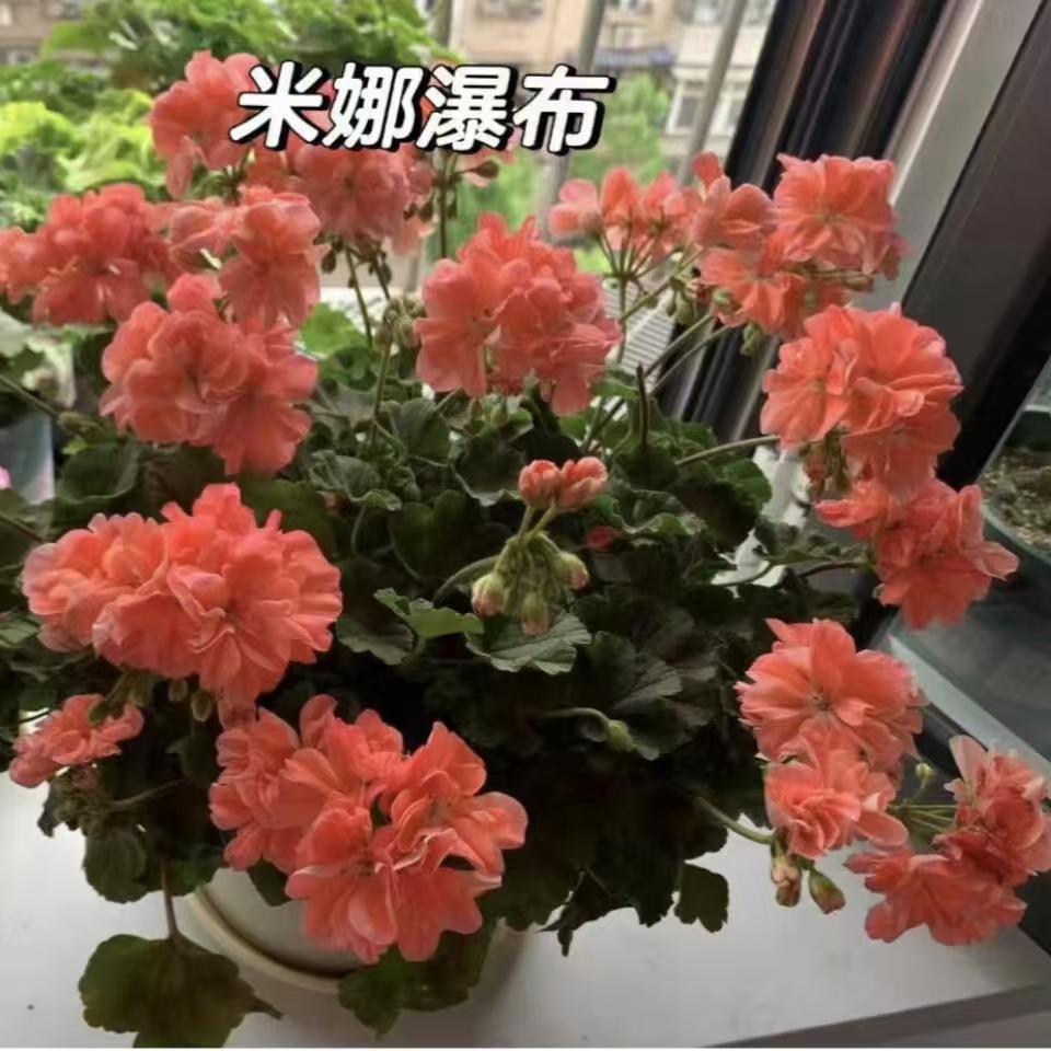 【米娜瀑布】直立重瓣天竺葵