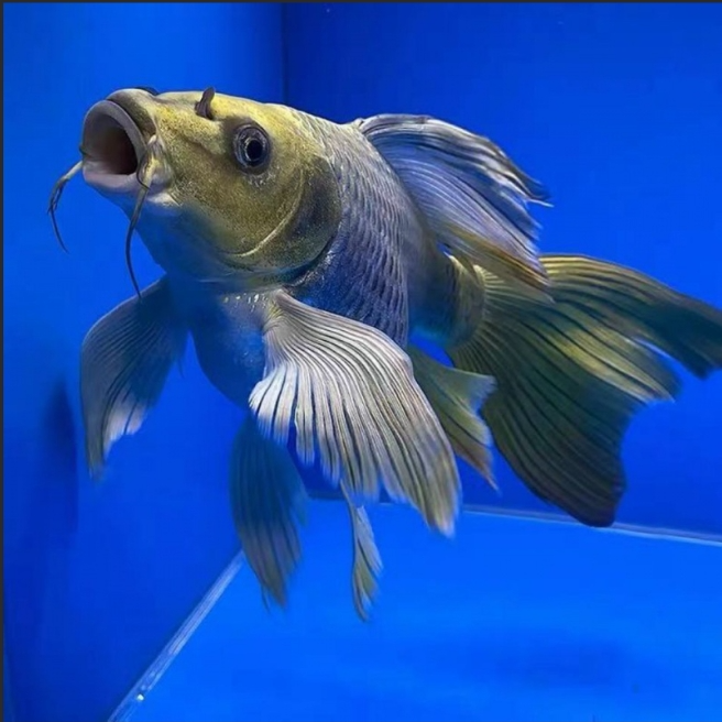 台系贵妃蝴蝶vipssss