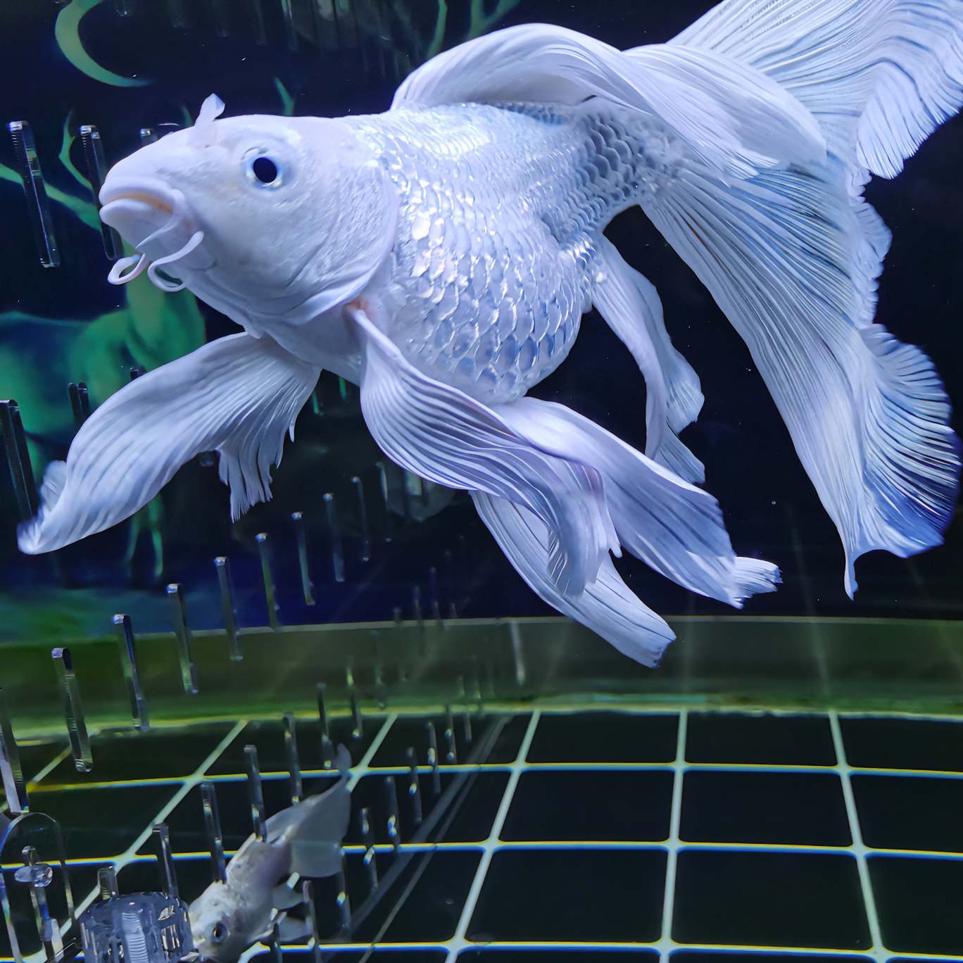 台系小型贵妃蝴蝶鲤sss饲养混养发货活体