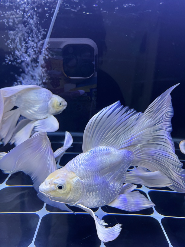 台系贵妃蝴蝶鲤sssss小型饲养混养活体养殖