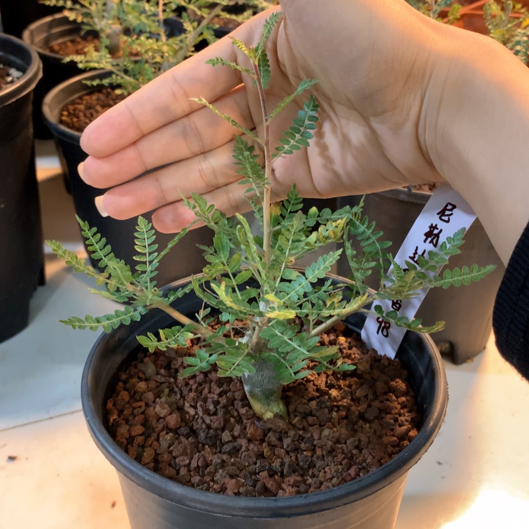 尼勒达乳香实生实生