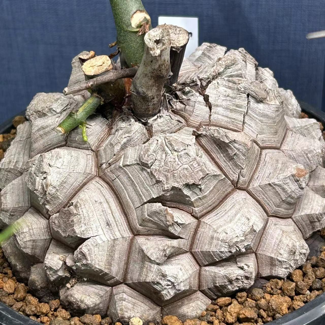 无品牌植坞潮流块根龙舌兰植物专属一物一拍简单容易养护
