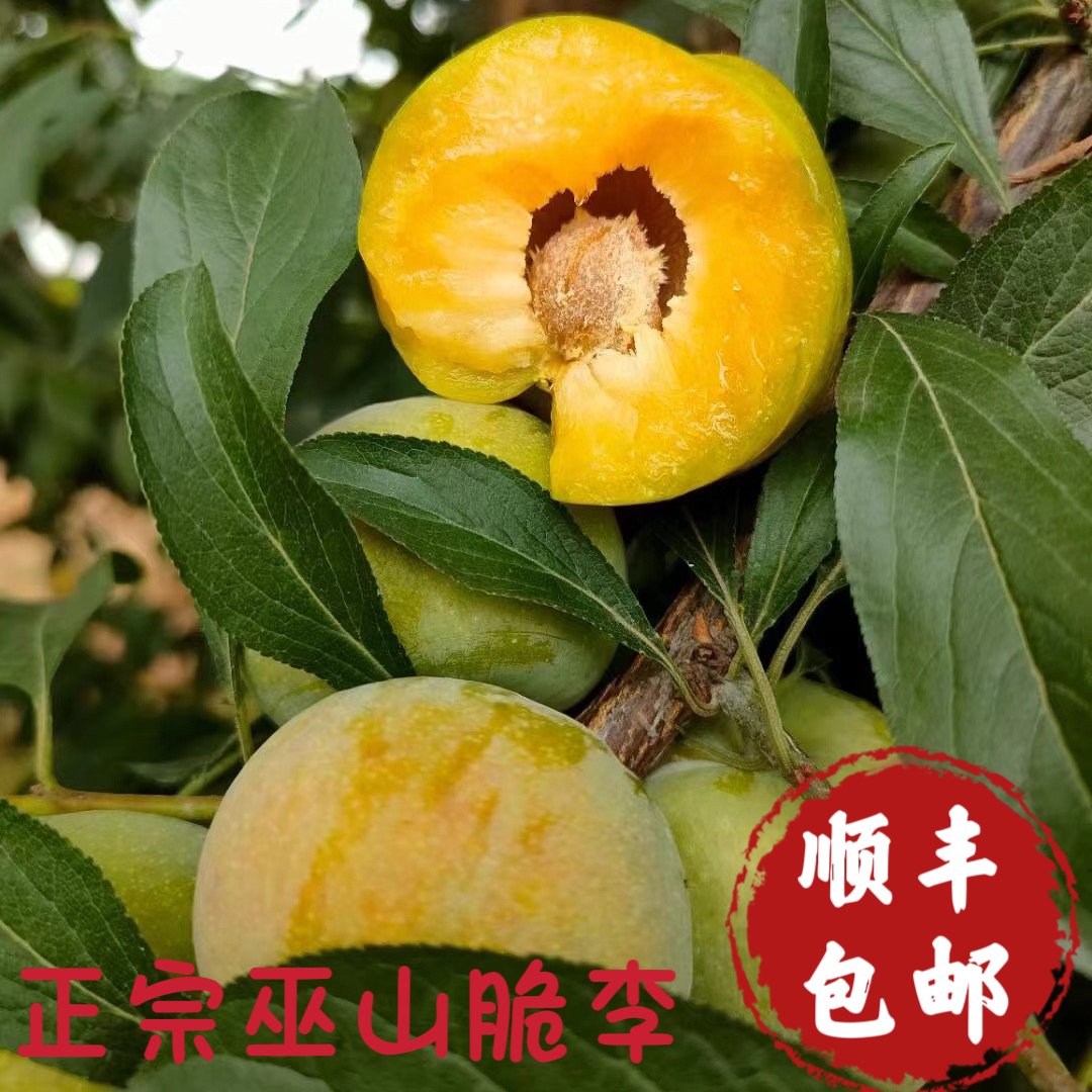 正宗巫山曲尺脆李子产地采摘新鲜大果现摘脱骨李青脆李5斤礼盒装