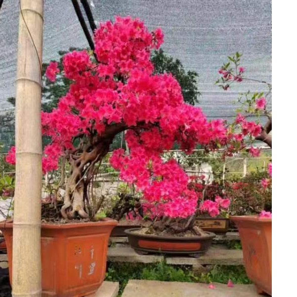 大别山映山红花卉