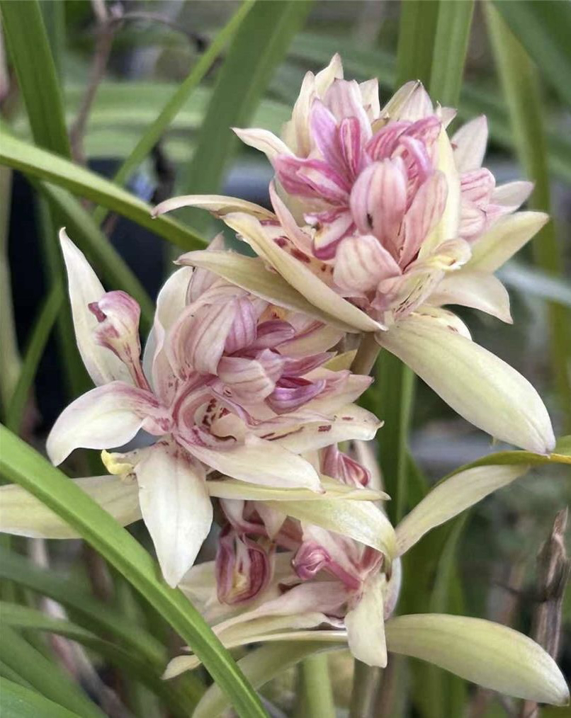 春兰墨兰莲瓣兰好养花卉