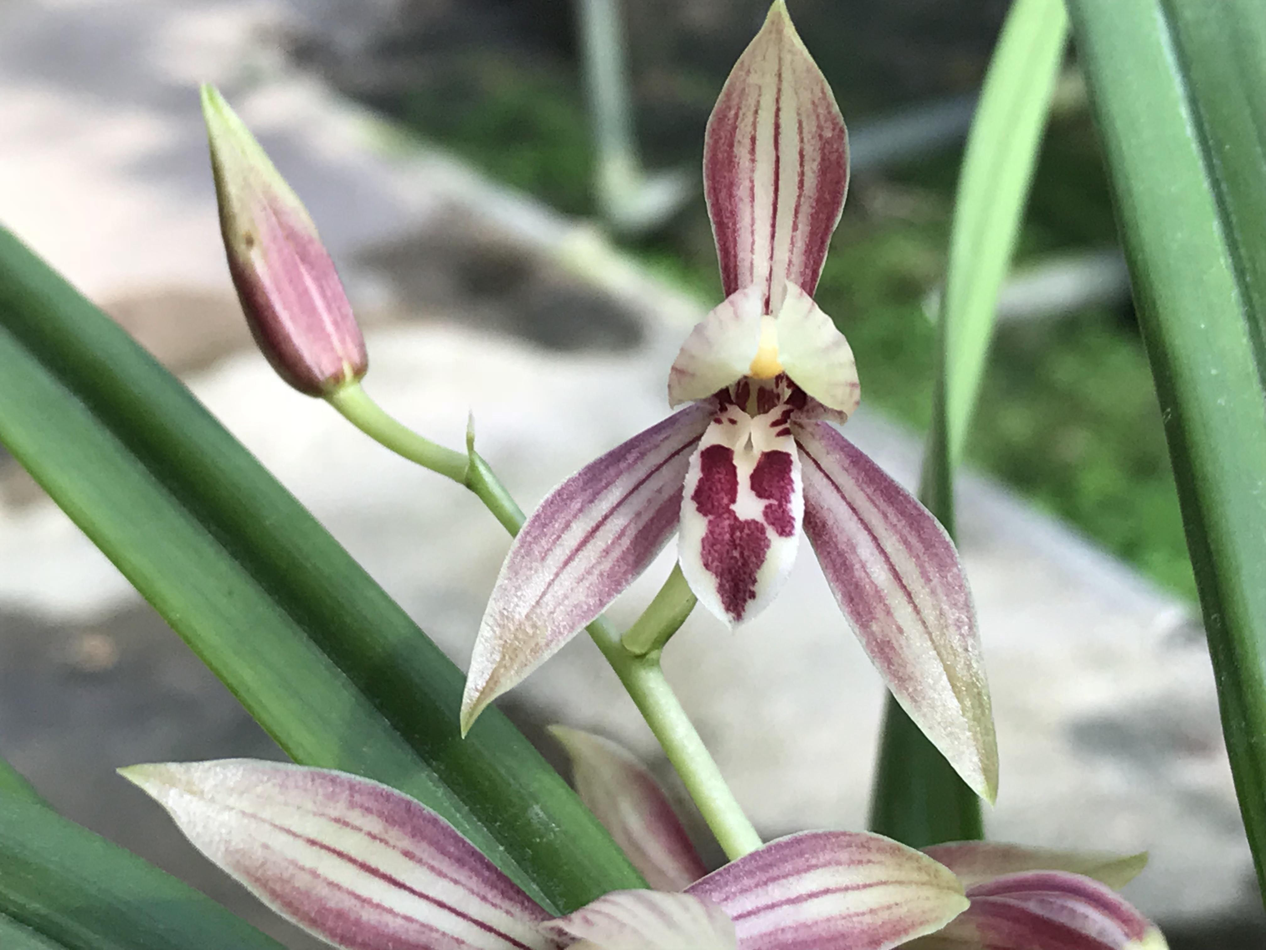 兰花直播一物一拍