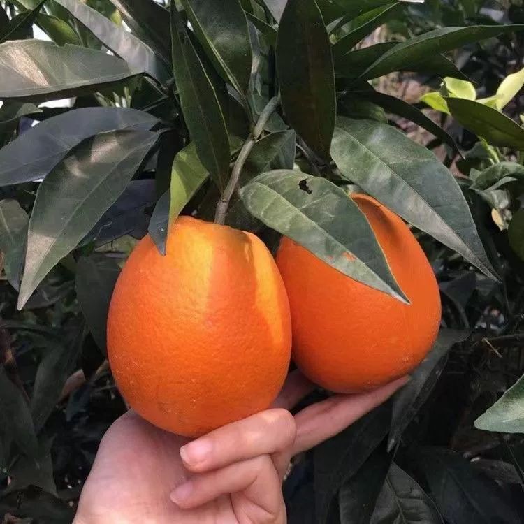 【赣南脐橙果树苗】广西产地发货橙子树苗庭院阳台室内外种植盆栽