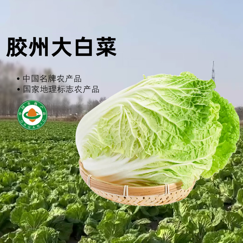 胶河源【探青岛专属】胶州源头正宗胶州大白菜有机认证等证书齐全