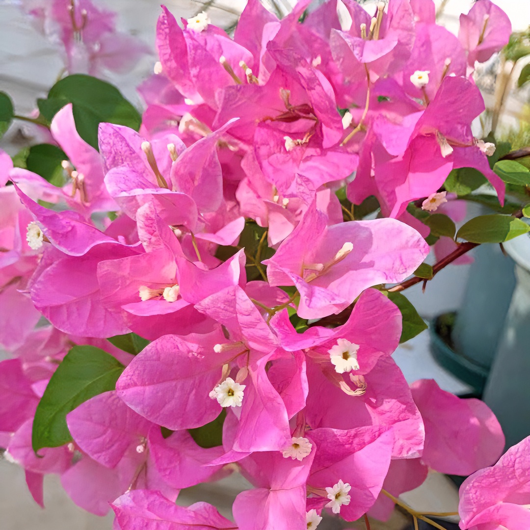 红樱（百变花蝴蝶）三角梅(一物一拍)生桩红色 裸根  新鲜