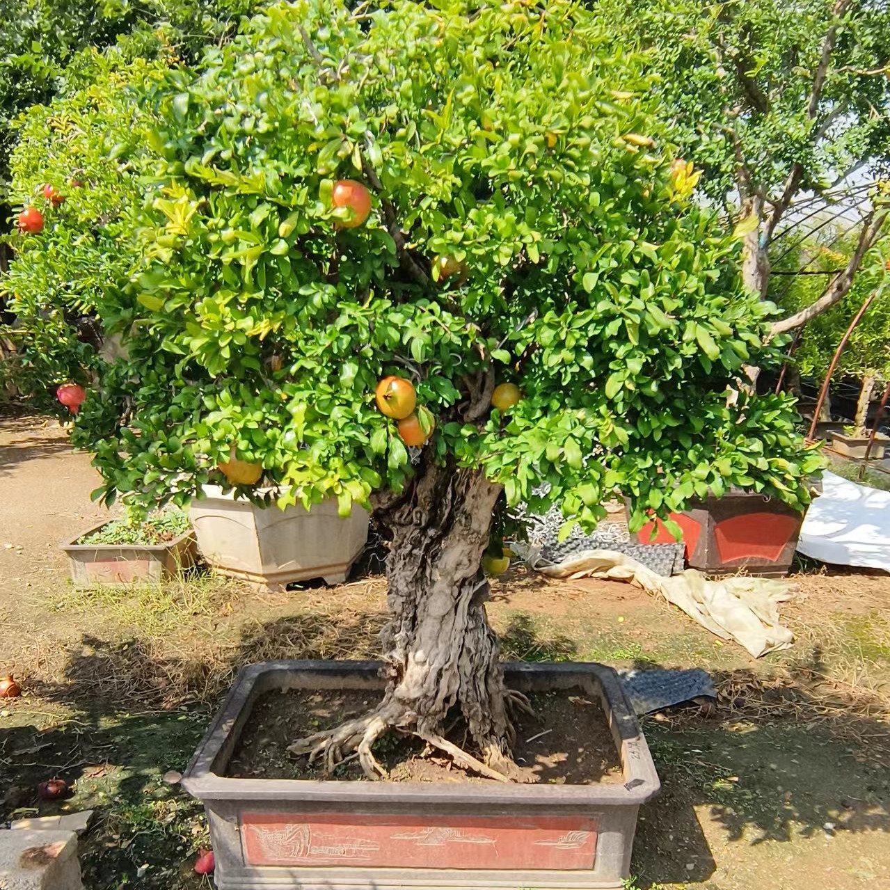 时尚高品质盆栽盆景地栽植物花卉阳台庭院花园春季红色栽培
