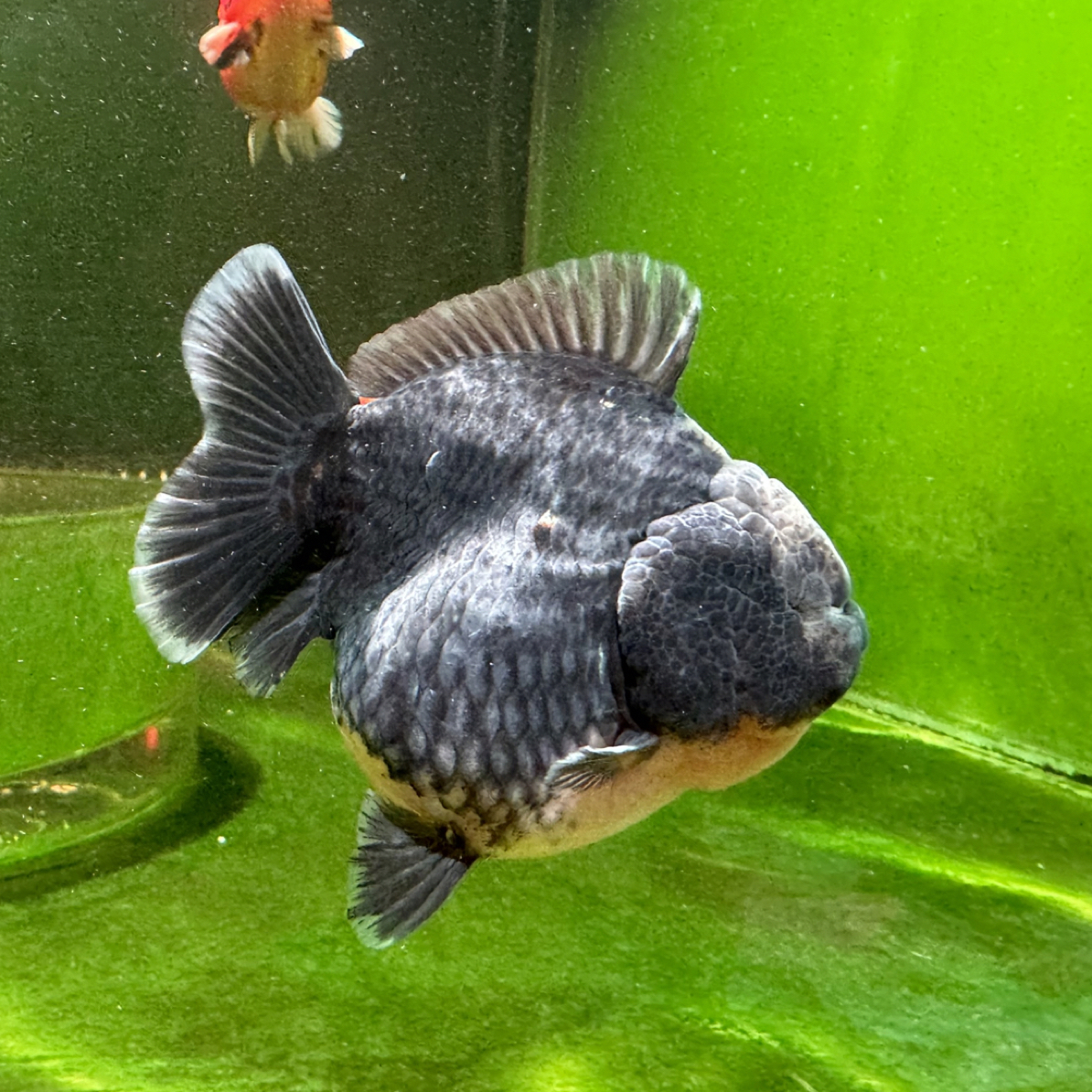 短尾将军苗十条（运费陆或空到付）