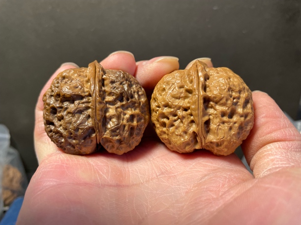 41文玩核桃云南铁核桃太平有象带阴皮一物一拍