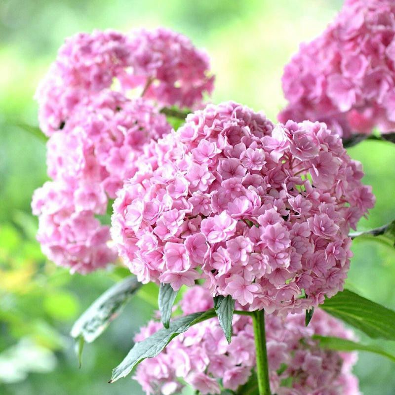 八仙花绣球花籽无尽夏四季易活室内盆栽花卉阳台庭院观赏植物花卉