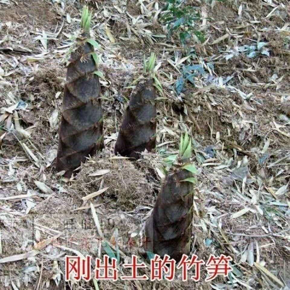 大型楠竹苗种子易种巨龙竹竹苗可食用竹笋苗庭院种植四季长青毛竹