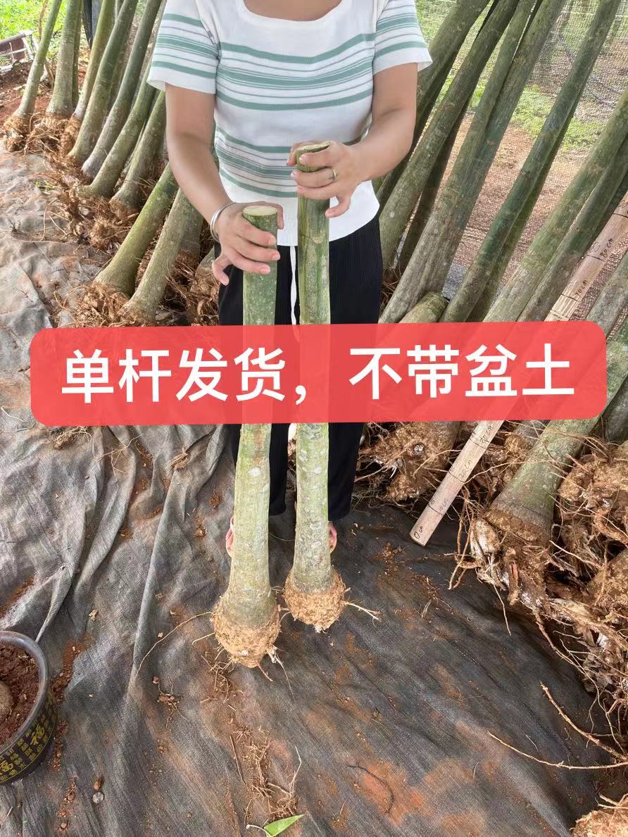 发财树   招财盆栽单杆客厅发财树客厅发财树