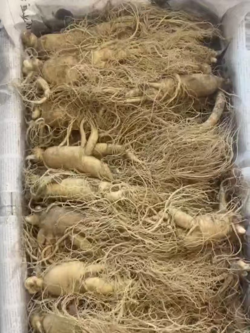 长白山鲜人参3支一斤，净重500克