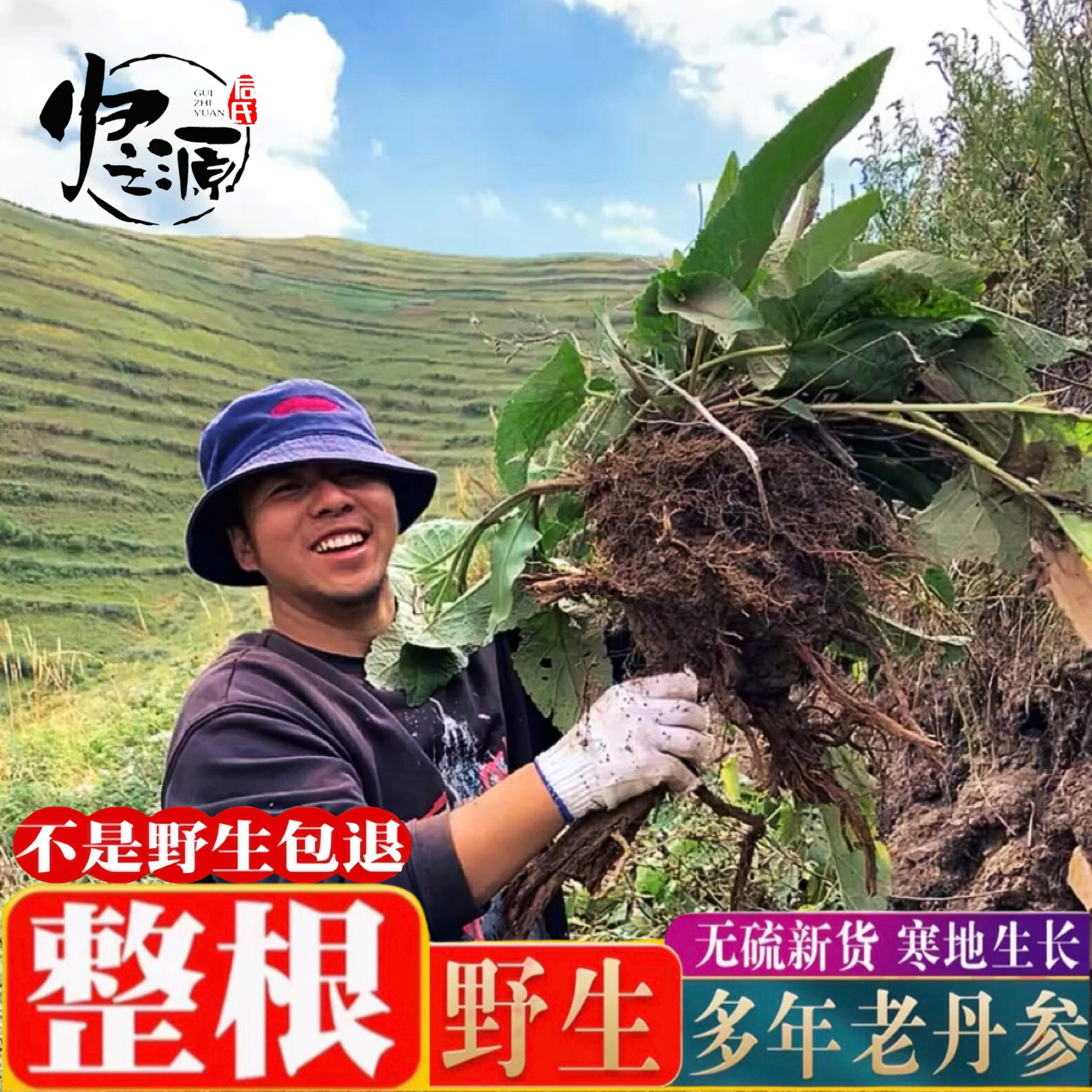 野生丹参甘肃岷县正宗紫丹参片泡茶水丹参粉茶滋补深山原色