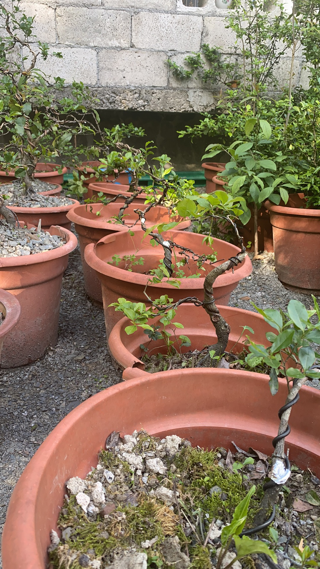 金弹子树苗盆景植物