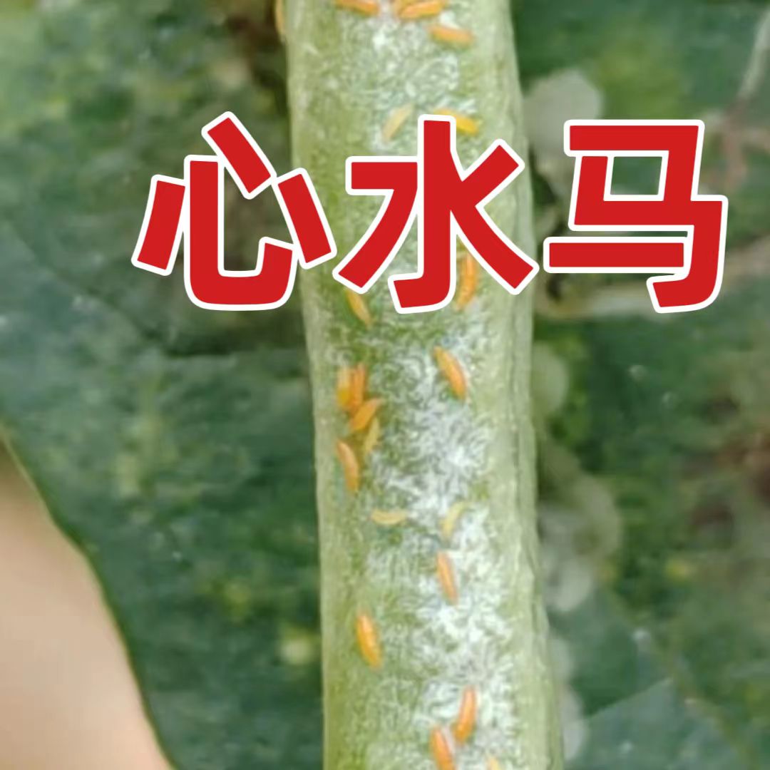 心水马李生说农广谱型方案